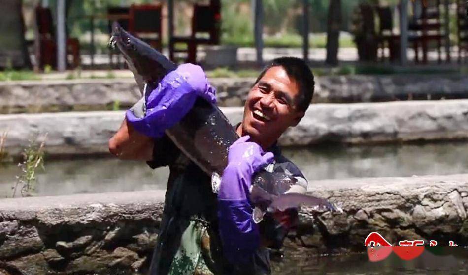 新天水讯【通讯员 管秋勇 李芳】盛夏时节,走进武山县龙台镇冷水鱼