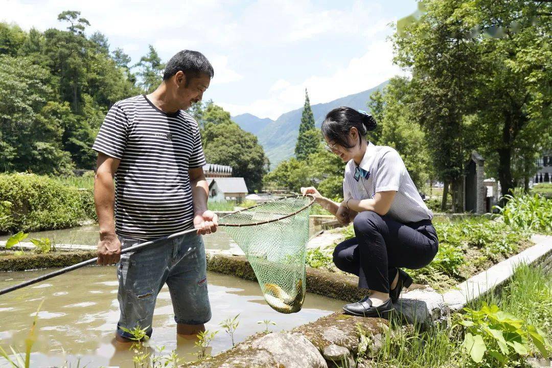 探秘“稻鱼共生系统”:稻香鱼肥好“丰”景_青田_银行_金融