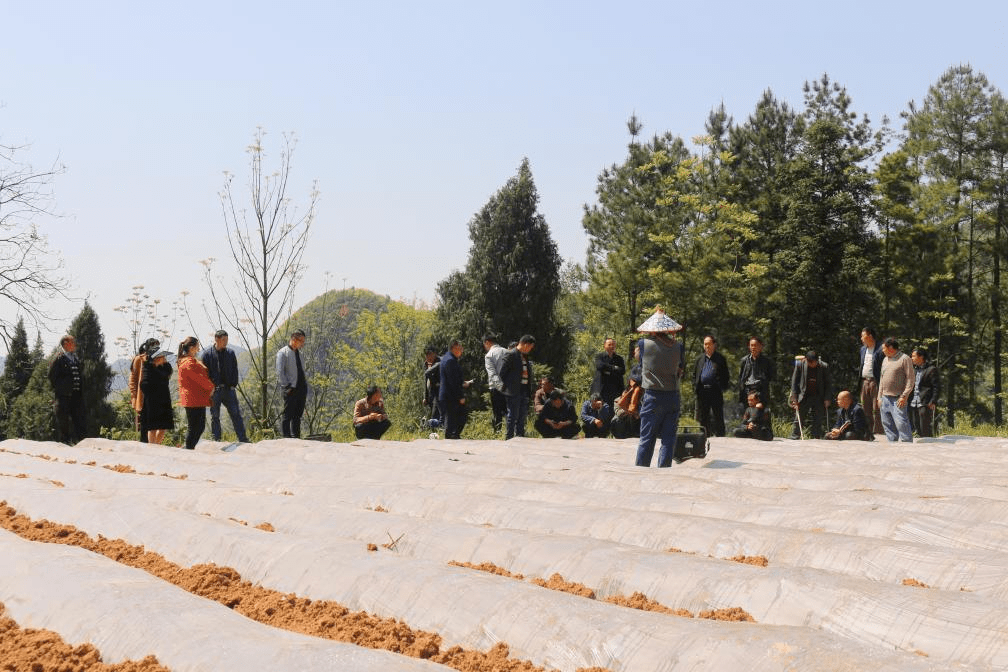 片片金叶子致富好路子瓦溪乡三个三模式推动烤烟产业高质量发展