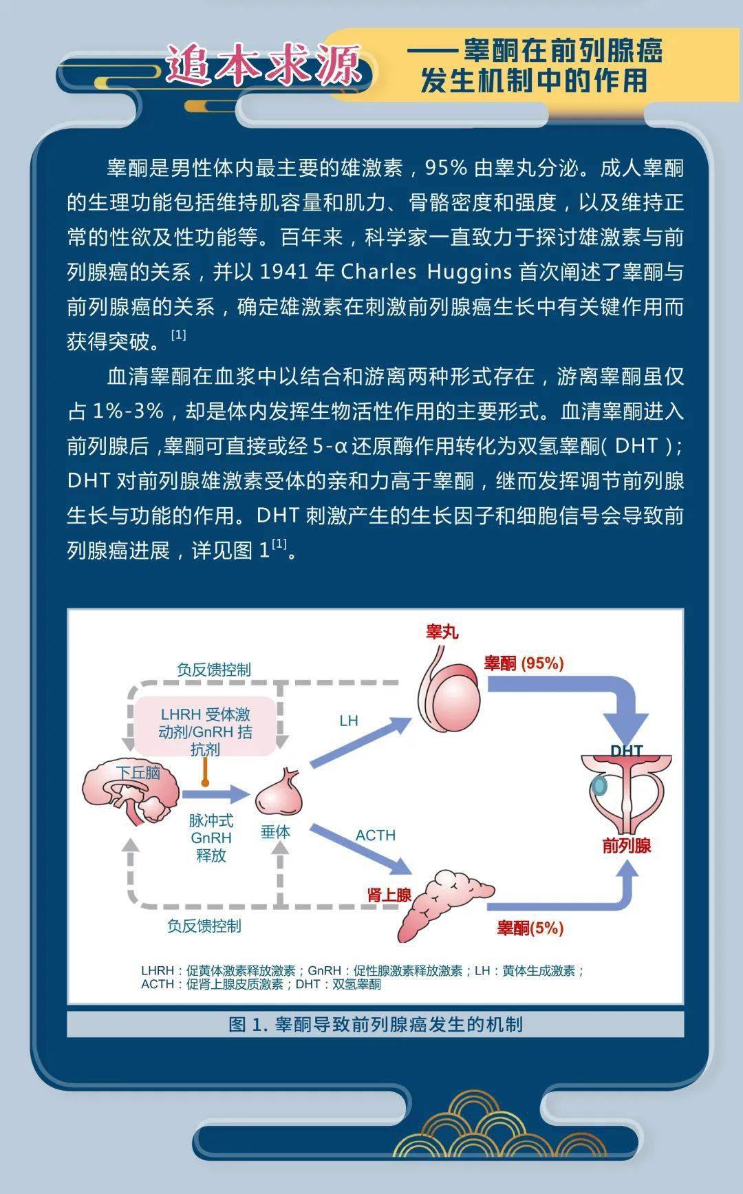 睾酮素的作用图片