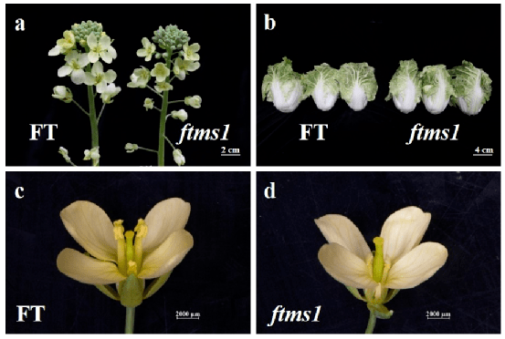 沈阳农业大学冯辉教授团队克隆了大白菜新雄性不育基因