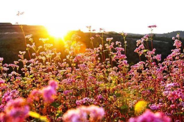 宁静的夏天·凉爽的固原 ▏隆德千亩荞麦花开了！