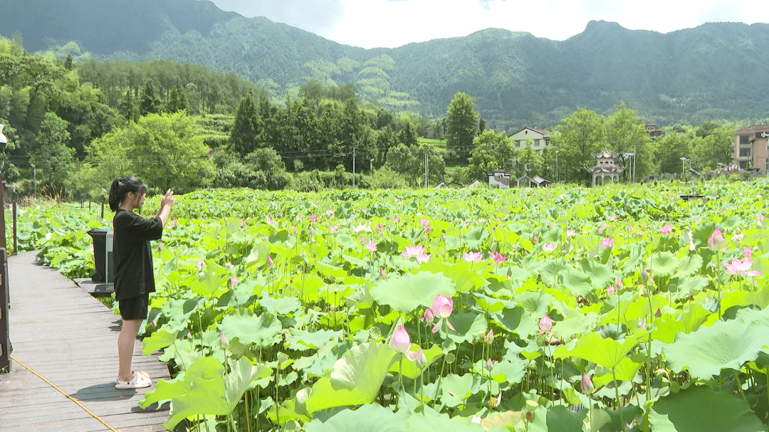 青田方山荷花基地图片