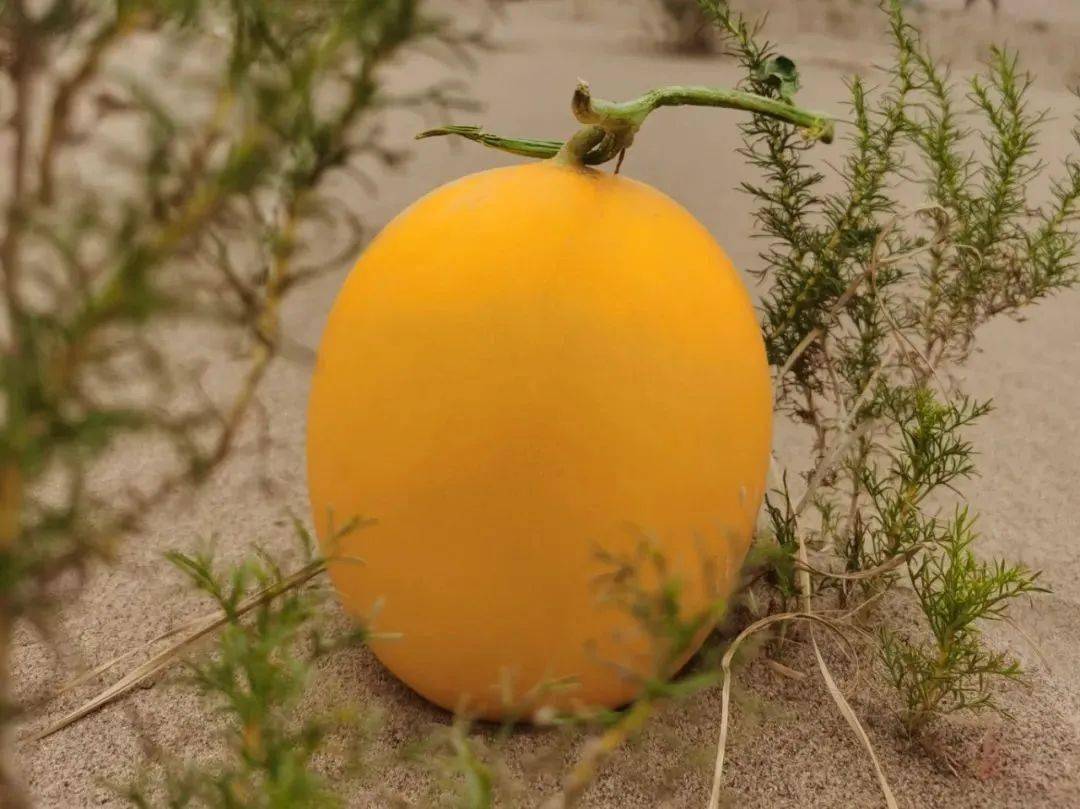 沙漠里长出的金瓜瓜18蜜甜夏季消暑冰镇更爽口