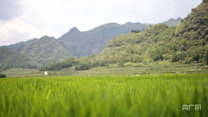 贵州麻江：风吹稻田千层浪 又是一年稻花香