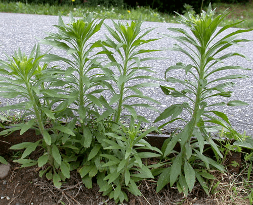 小蓬草随风旅行的野草