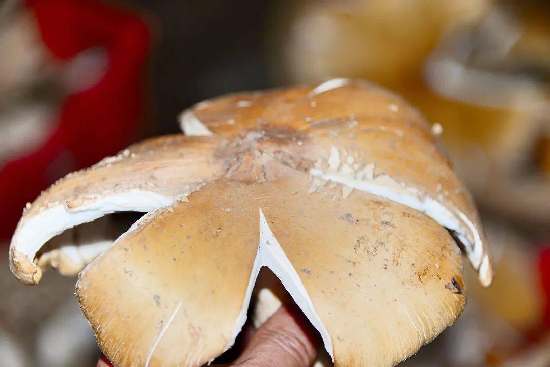 保山昌宁雷雨季节鸡枞香