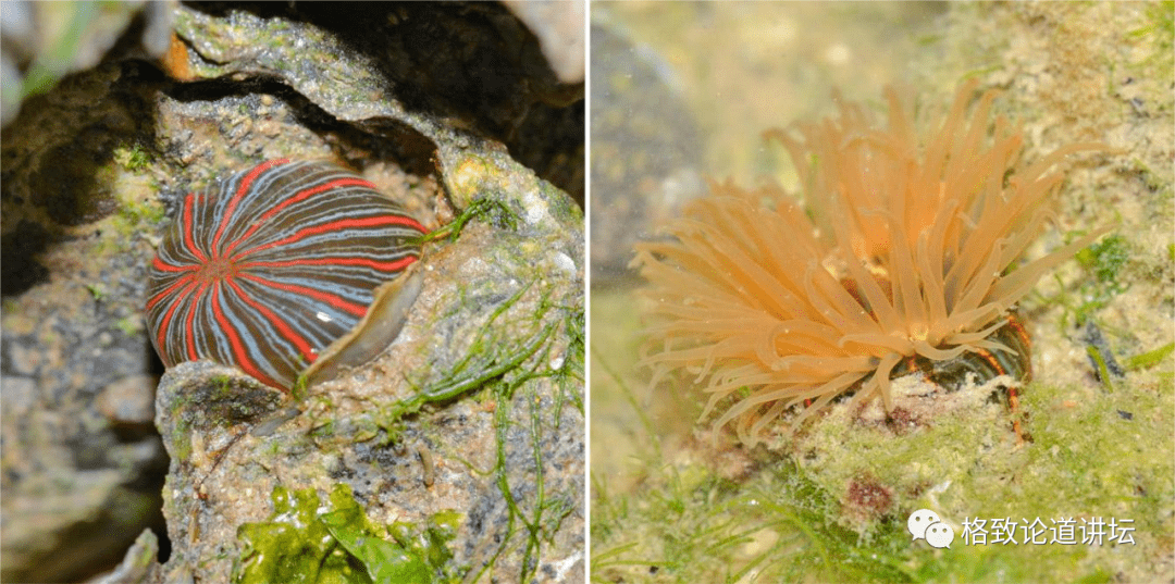 纵条矶海葵除了上面生物之外,还有螃蟹.