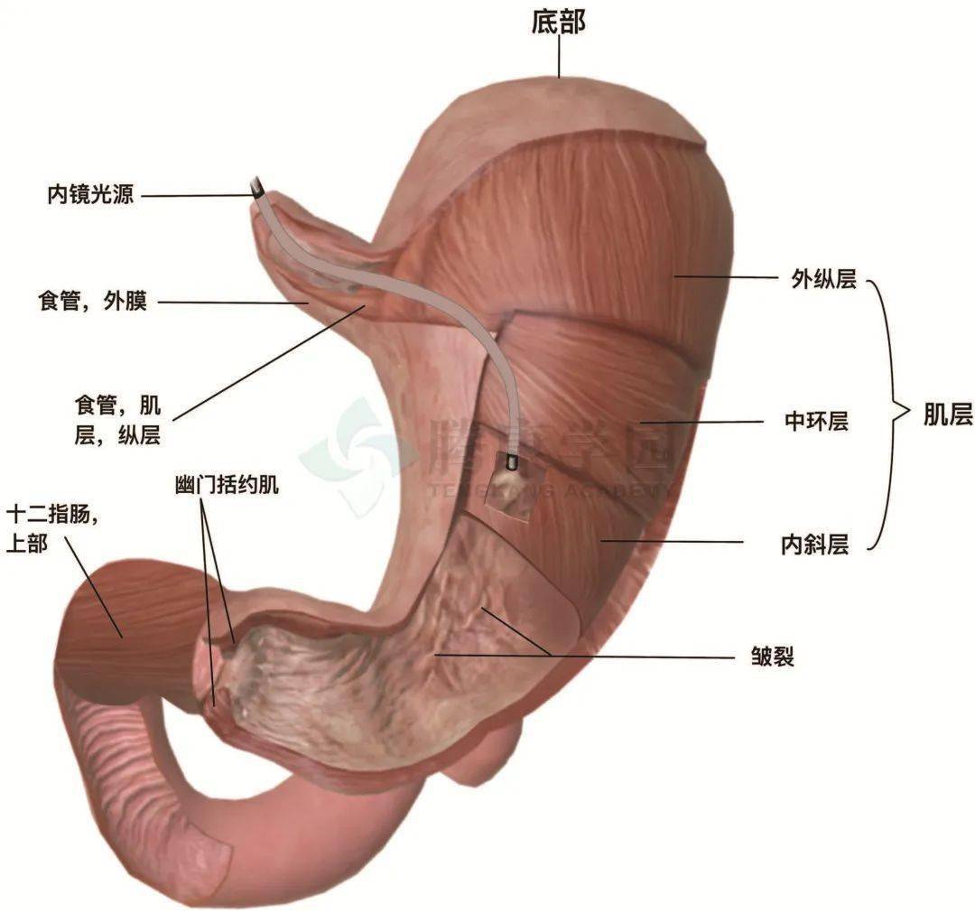 胃壁的结构图片