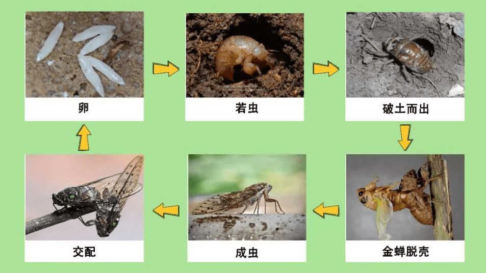 据绿化部门专家介绍,蝉其实是知了的统称,是蝉科昆虫的一些代表种类