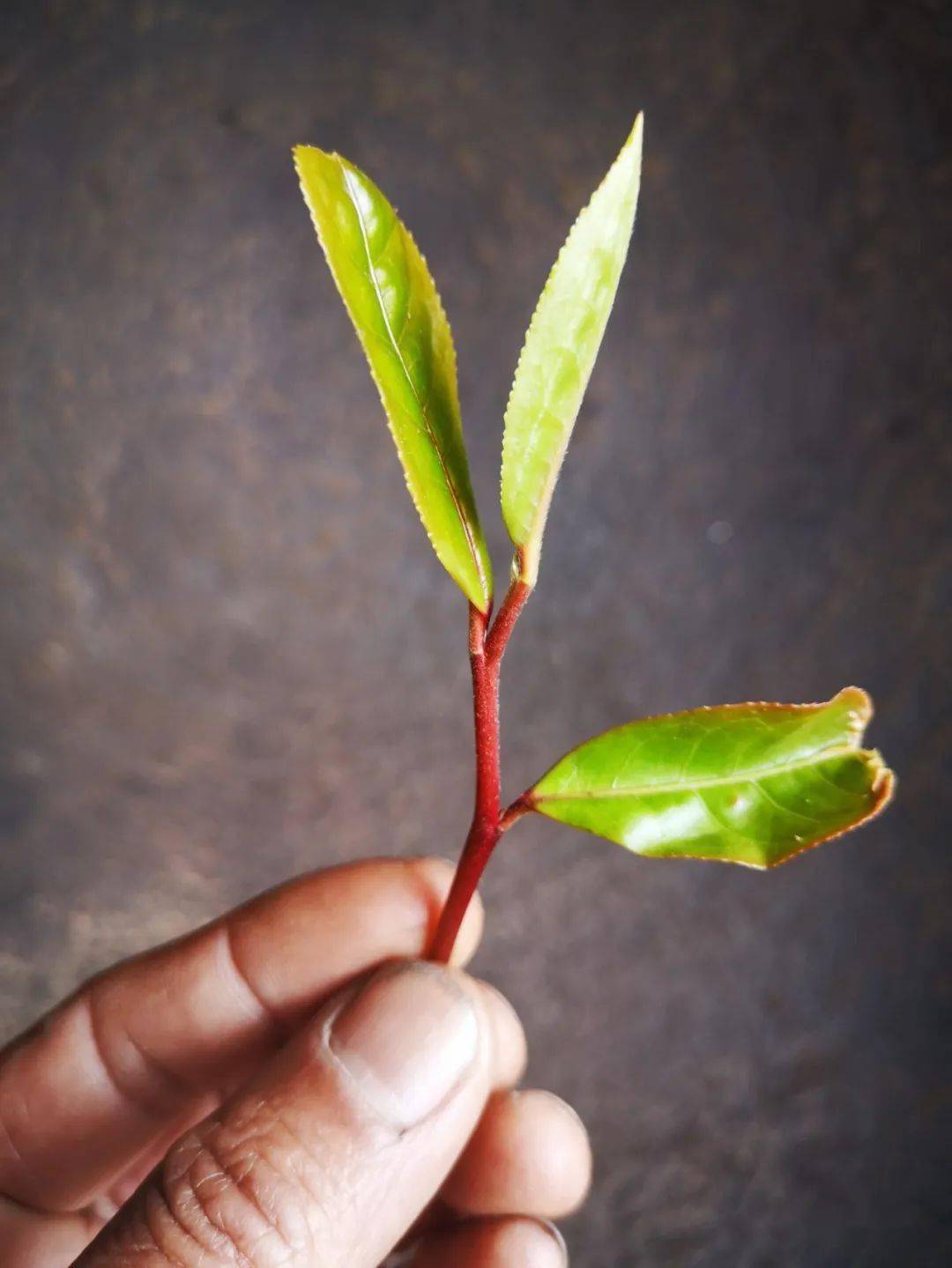 世上并没有红茶树但真的有红叶茶