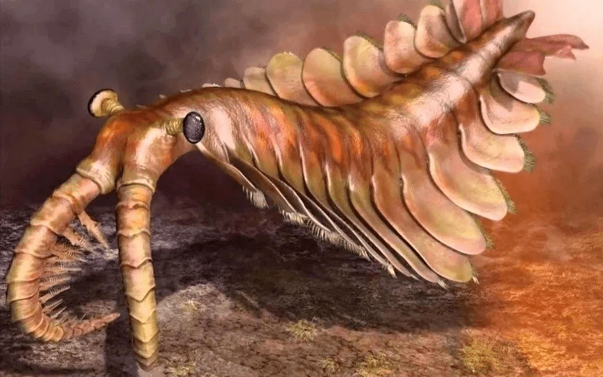 4亿年寒武纪时期的奇虾,奇虾是一种在中国澄江生物群,关山生物群,凯里