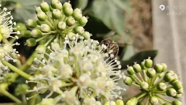 八角金盘开花,晴天花蕾上流蜜成珠,蜜蜂采集也是异常的兴奋_金盘_花蕾