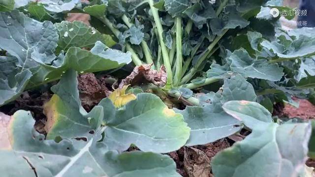 走进湖南农村,又是一年菜园子的淡季,只能吃灰萝卜_菜园子_淡季_农村