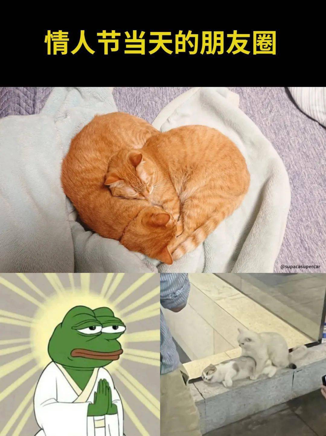 28张爆笑猫咪meme图