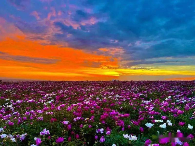 恭贺伊犁天山花海旅游景区通过新疆维吾尔自治区研学旅行基地认定委员