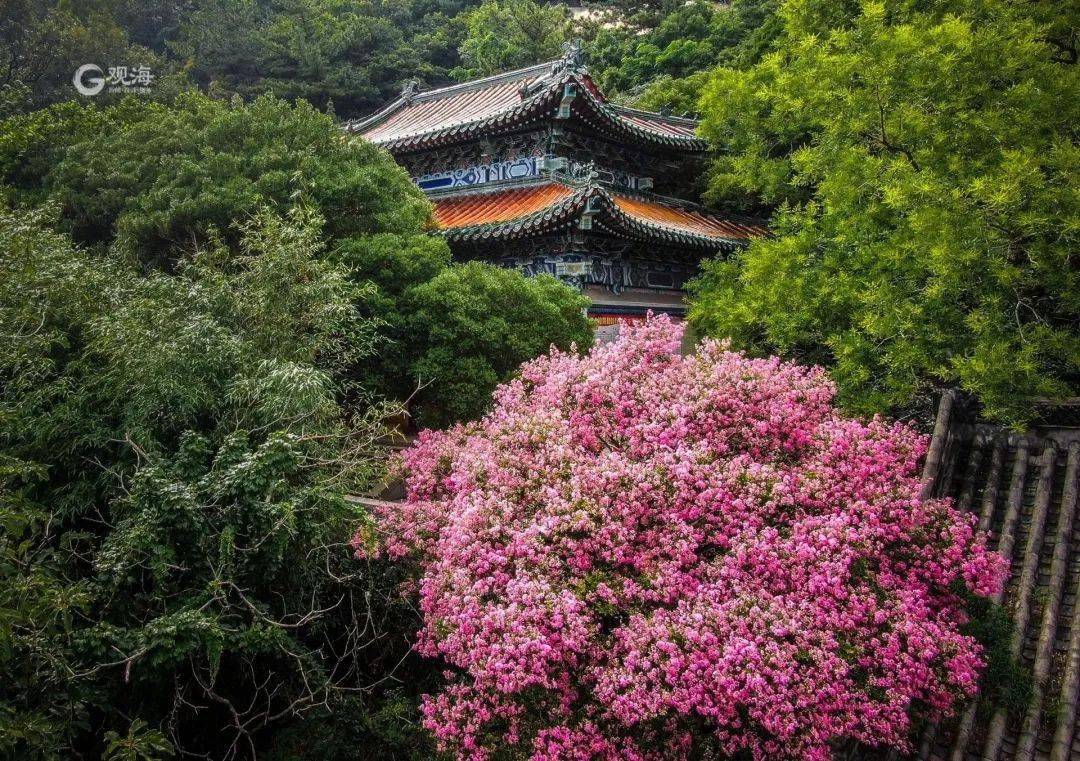 崂山这株600岁花树盛开如霞