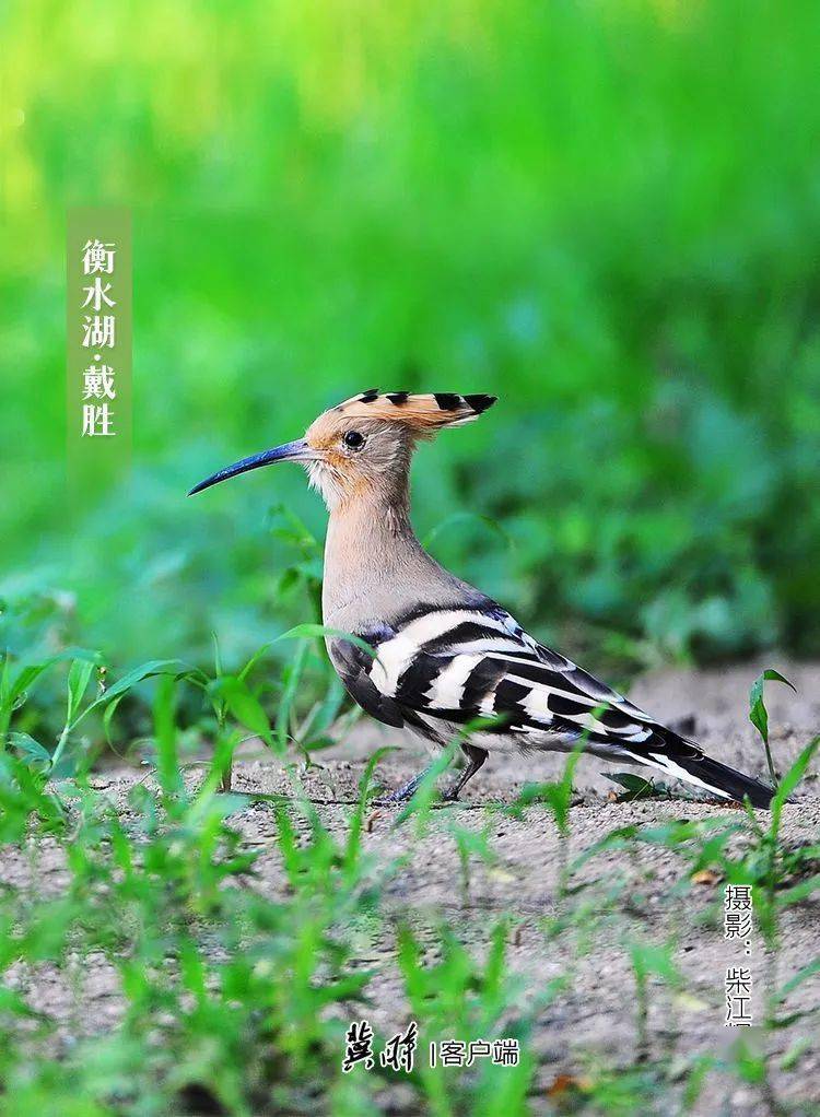 衡水湖:一湖鸥鹭一湖鸭,一湖碧波一湖霞_湿地_鸟类_昆虫