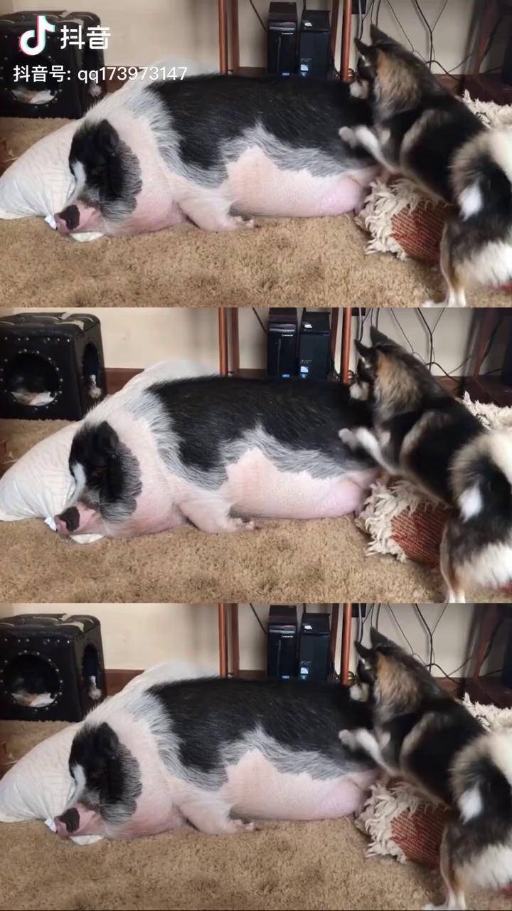 教你如何叫醒正在睡觉的大肥猪