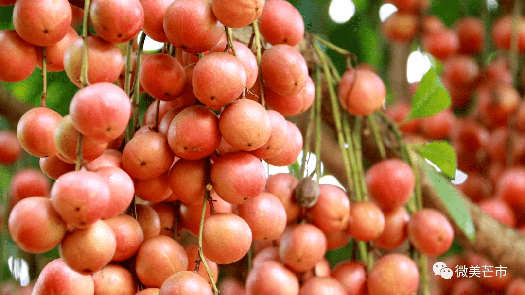 科技邂逅旅游,遮放芒里木奶果更"燃情"_芒市_果子_村民