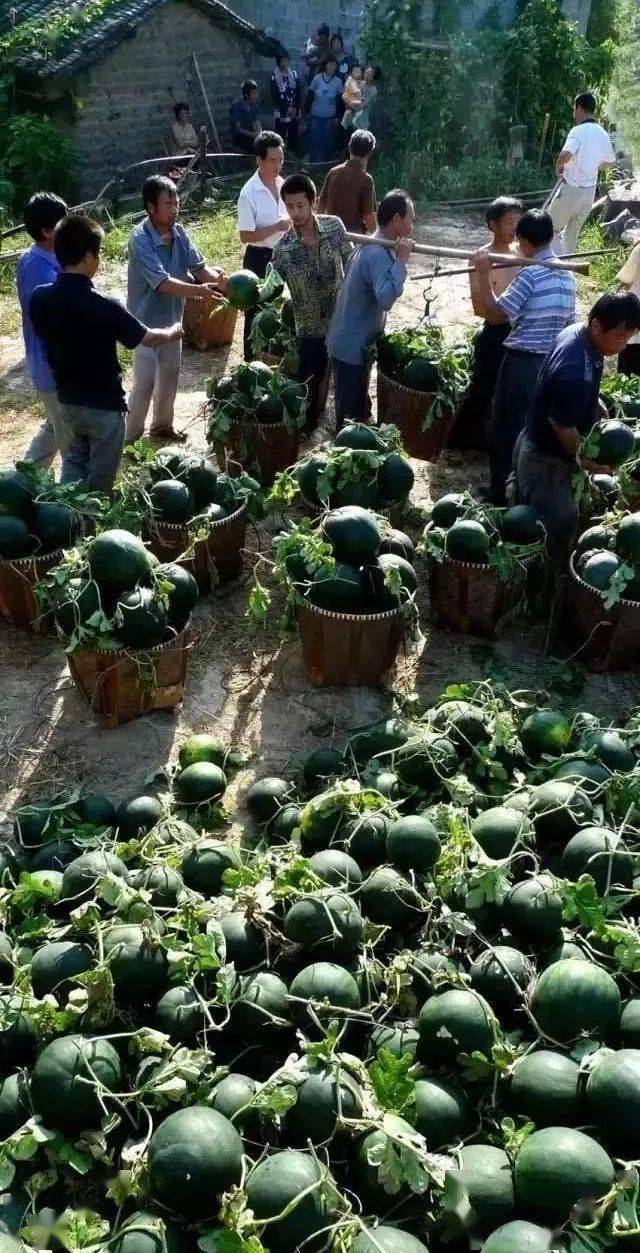 天台三州道士岩西瓜熟了! 货比货就知道什么叫品质!_高山_朋友_椭质