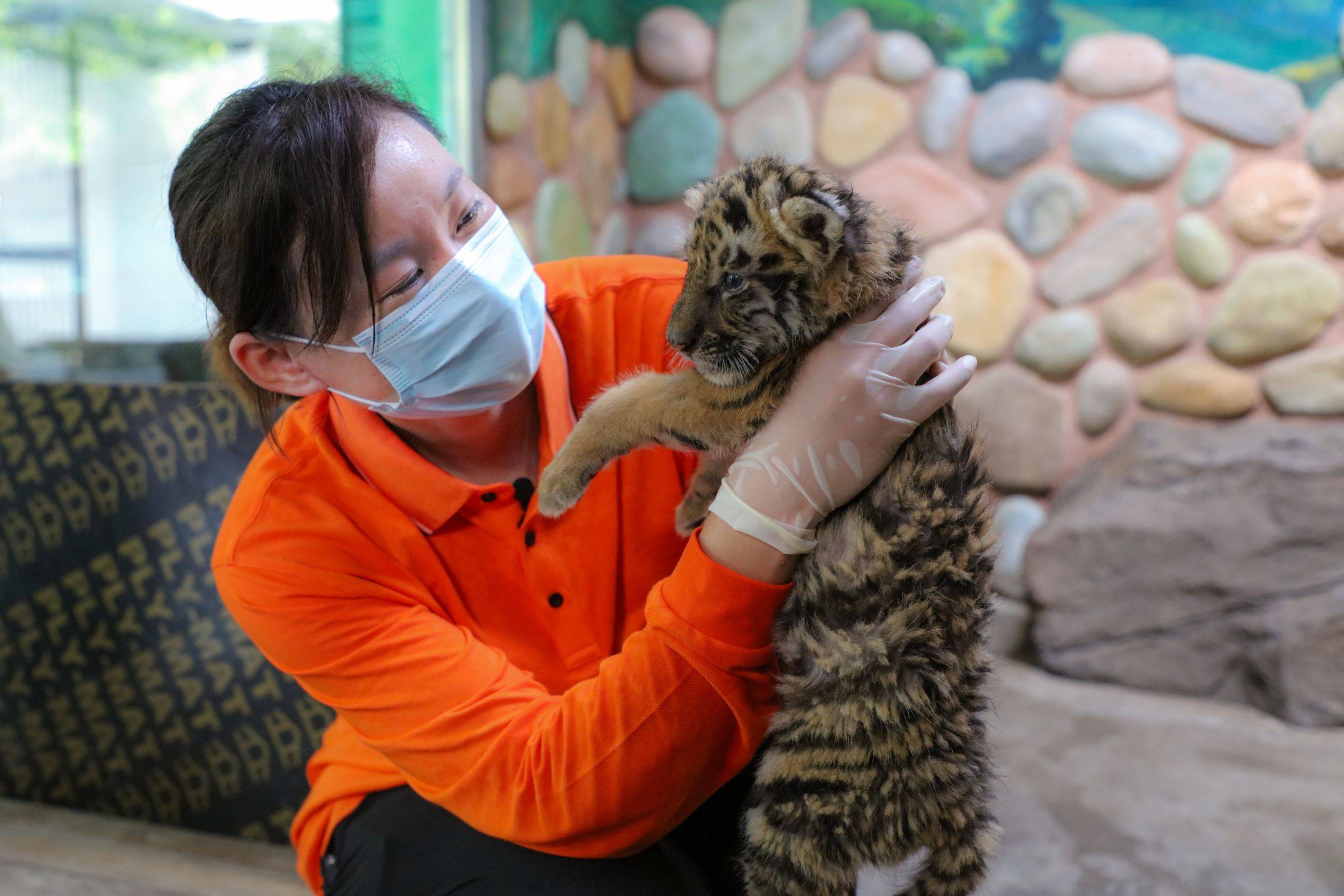 奥运冠军钟天使当起动物保育员:给小老虎喂奶比比赛更紧张_保护_喂奶