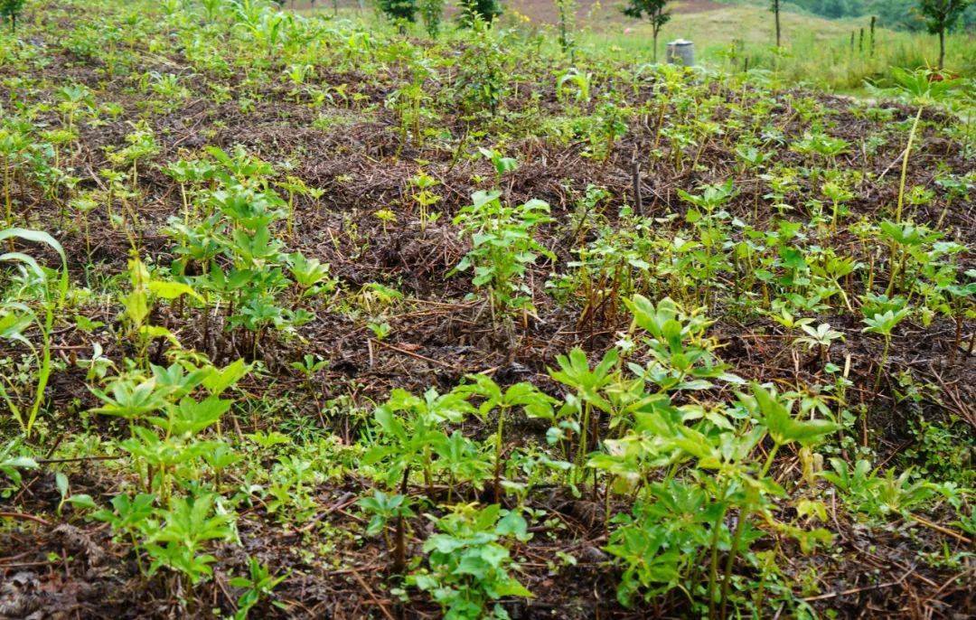 泸水这十年 | 种好重楼,乡村振兴更上一层楼_种植_发展_庄园
