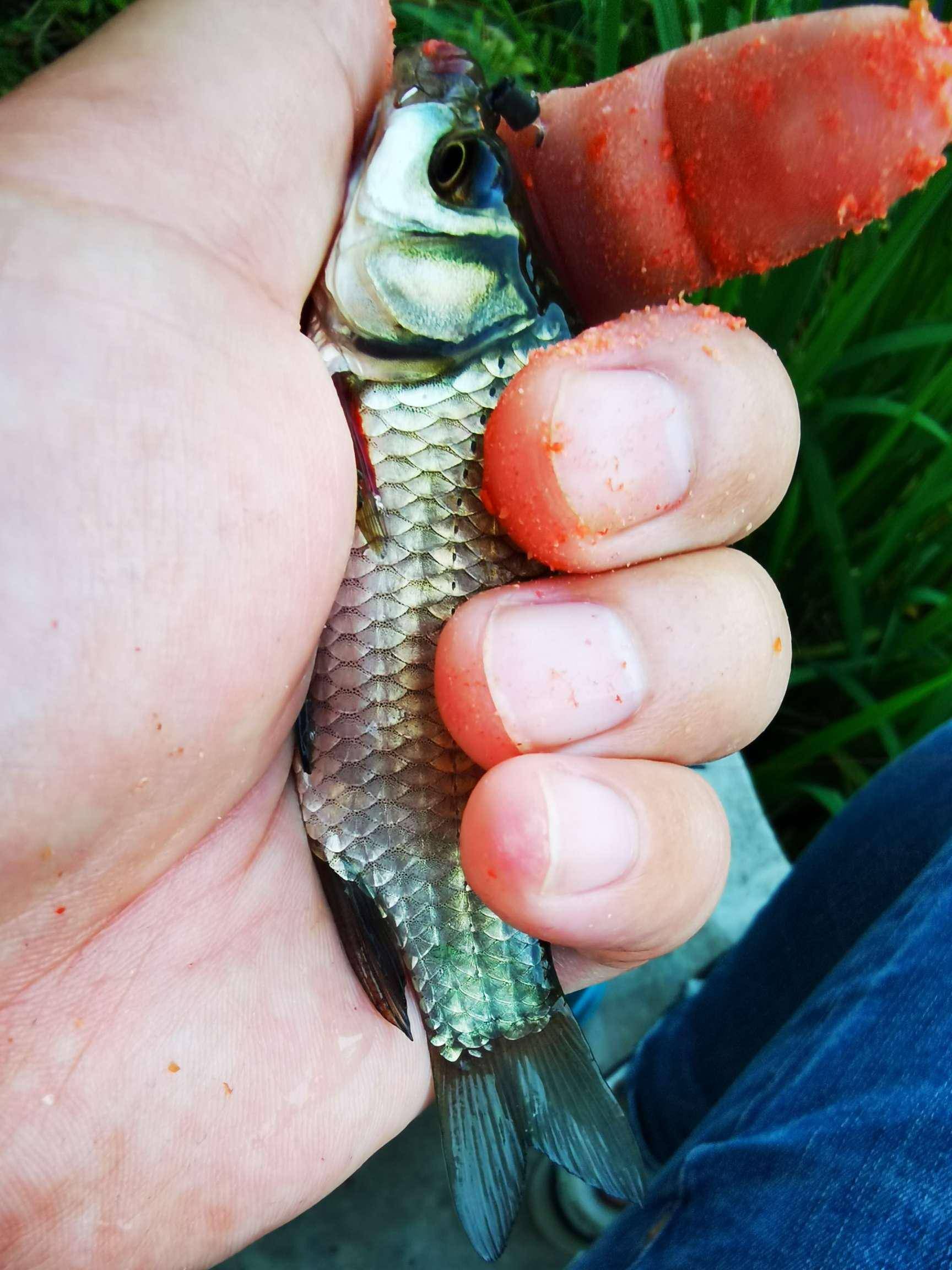 没想到的是,一开始就是狂口,以鲫鱼鲤鱼为主,偶尔也会上一尾柳叶鳊!