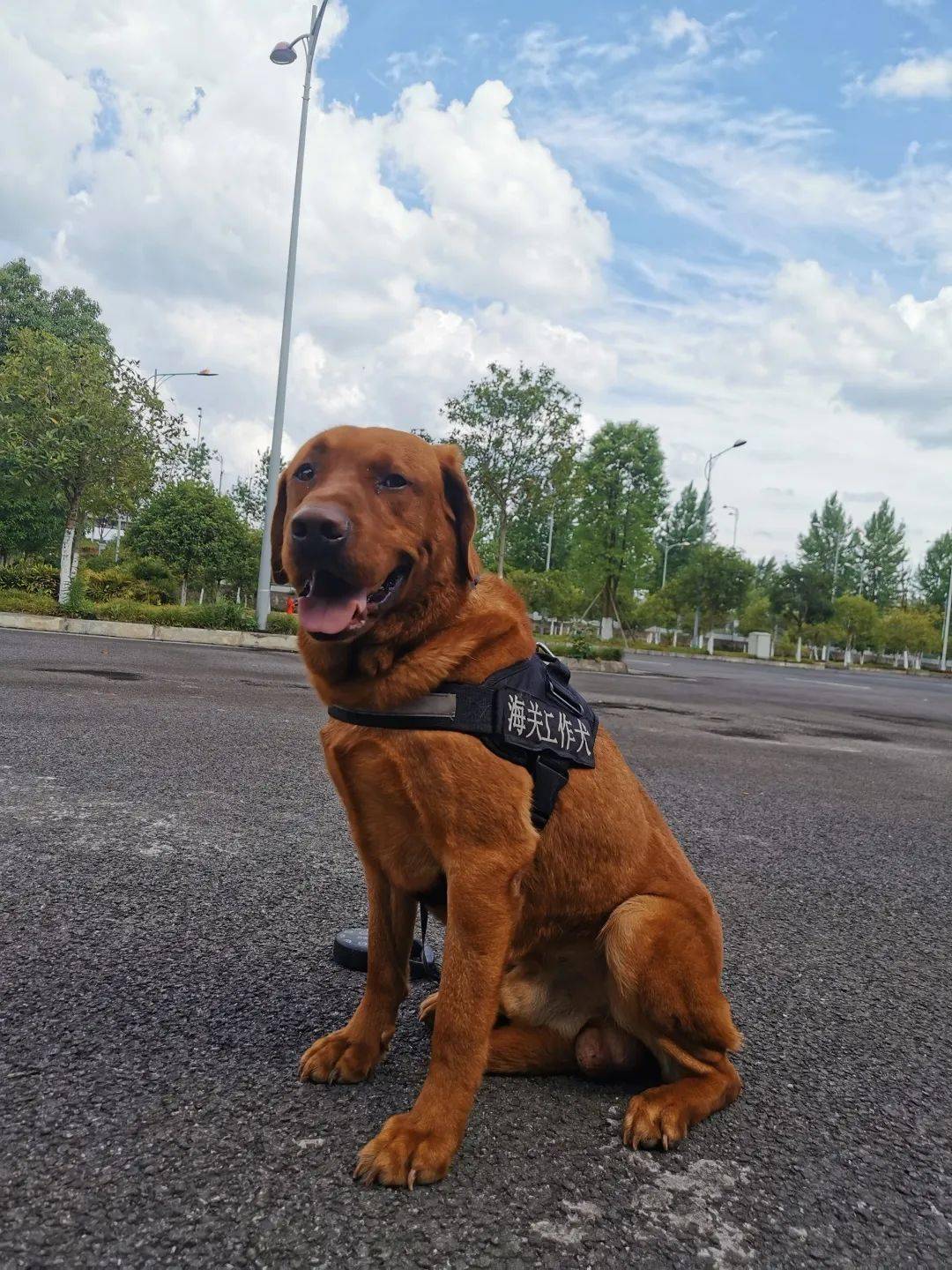 辛巴 7岁 拉布拉多雪糕 6.5岁 拉布拉多科比 3岁 拉布拉多犬瓦尔特 2.