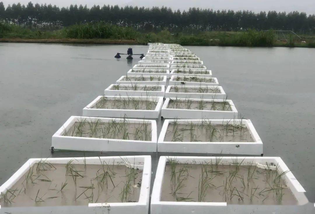 鱼塘种稻,肇庆首个试点基地插秧啦!_水稻_种植_邓文健