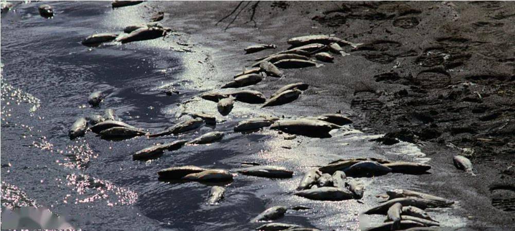 剧毒暴毙的死鱼死虾满塘满河养殖户惨烈受伤究竟发生什么