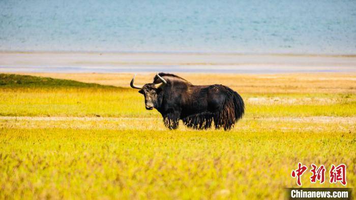 青海德都蒙古：展示草原牦牛、骆驼特色文化