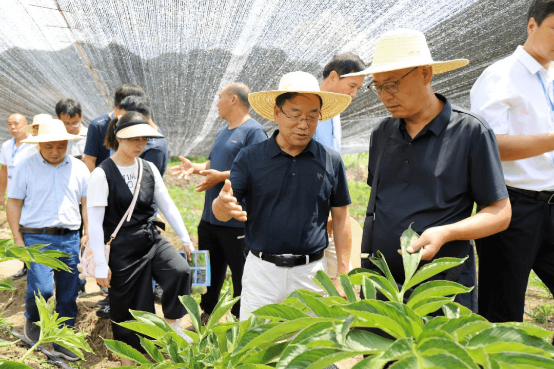 8月10日上午,省内外专家一行先后前往兴隆镇丰兴公司魔芋基地,长岭镇