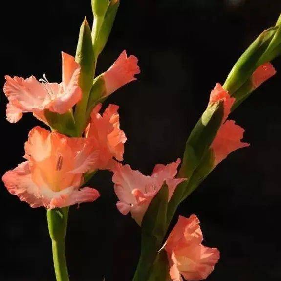 美花欣赏：剑兰花_唐菖蒲_十样锦_菖兰