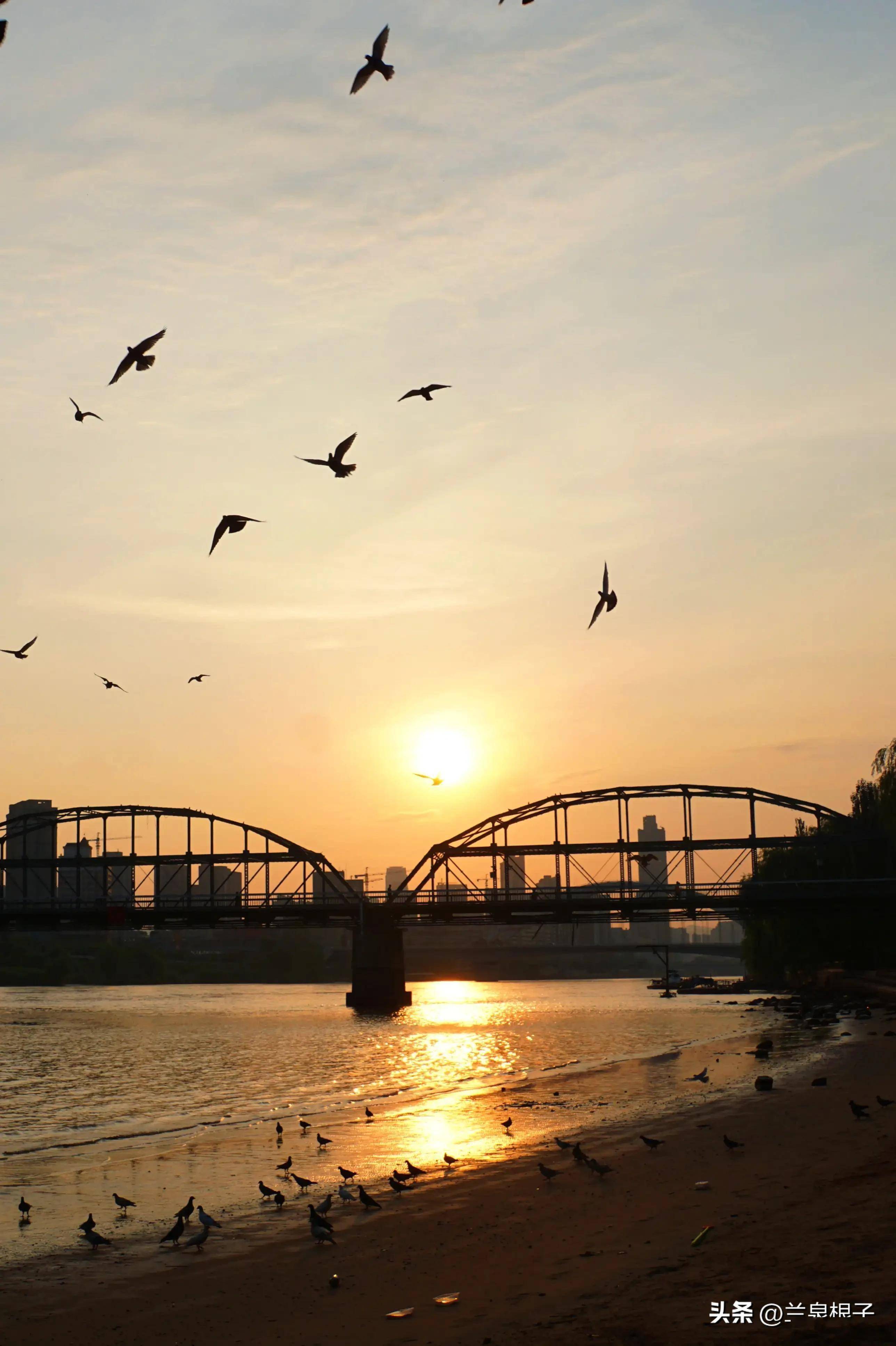 兰州黄河岸畔清晨的第一缕阳光_桥段_飞翔_鸽子
