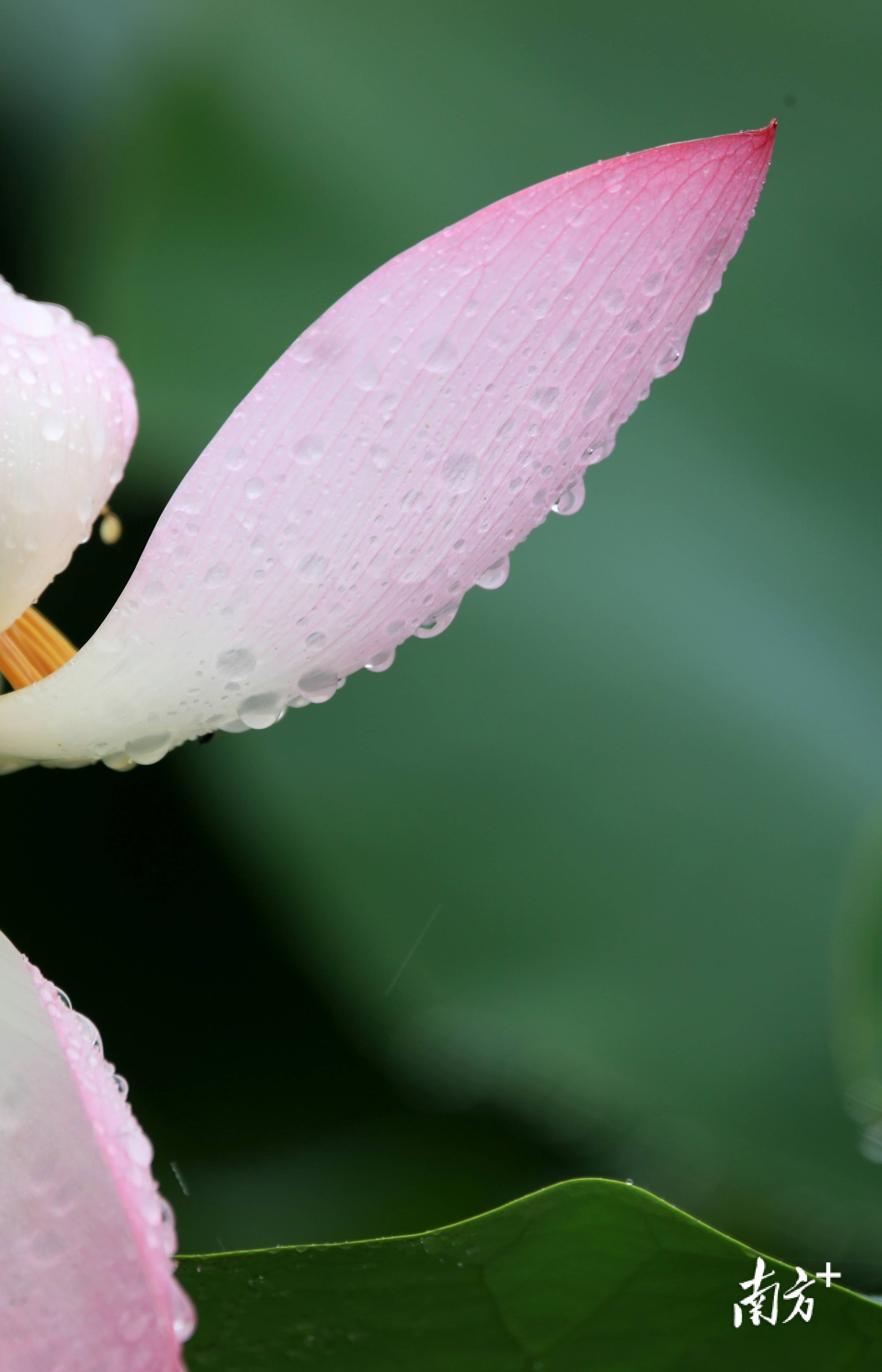 这组手机壁纸,请收下_荷叶_荷花_花苞