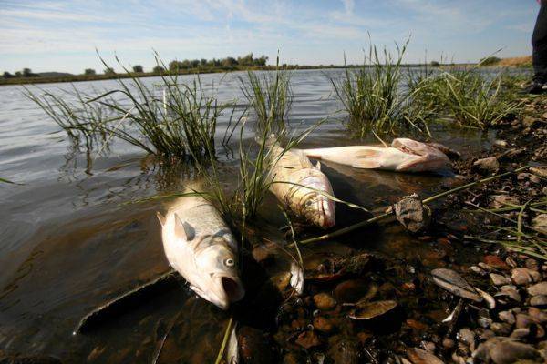 外媒：波兰与德国边界河流现大量死鱼 或因污染所致
