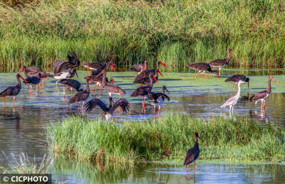河北宣化：洋河湿地群鸟舞