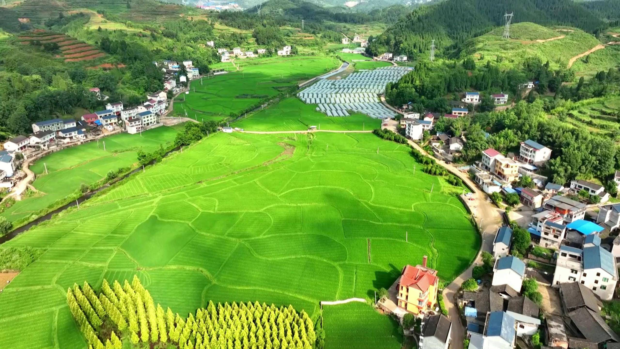 岑巩县大有镇异溪村杂稻基地