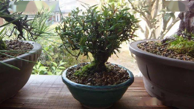 精品200款日本缩缅葛盆景