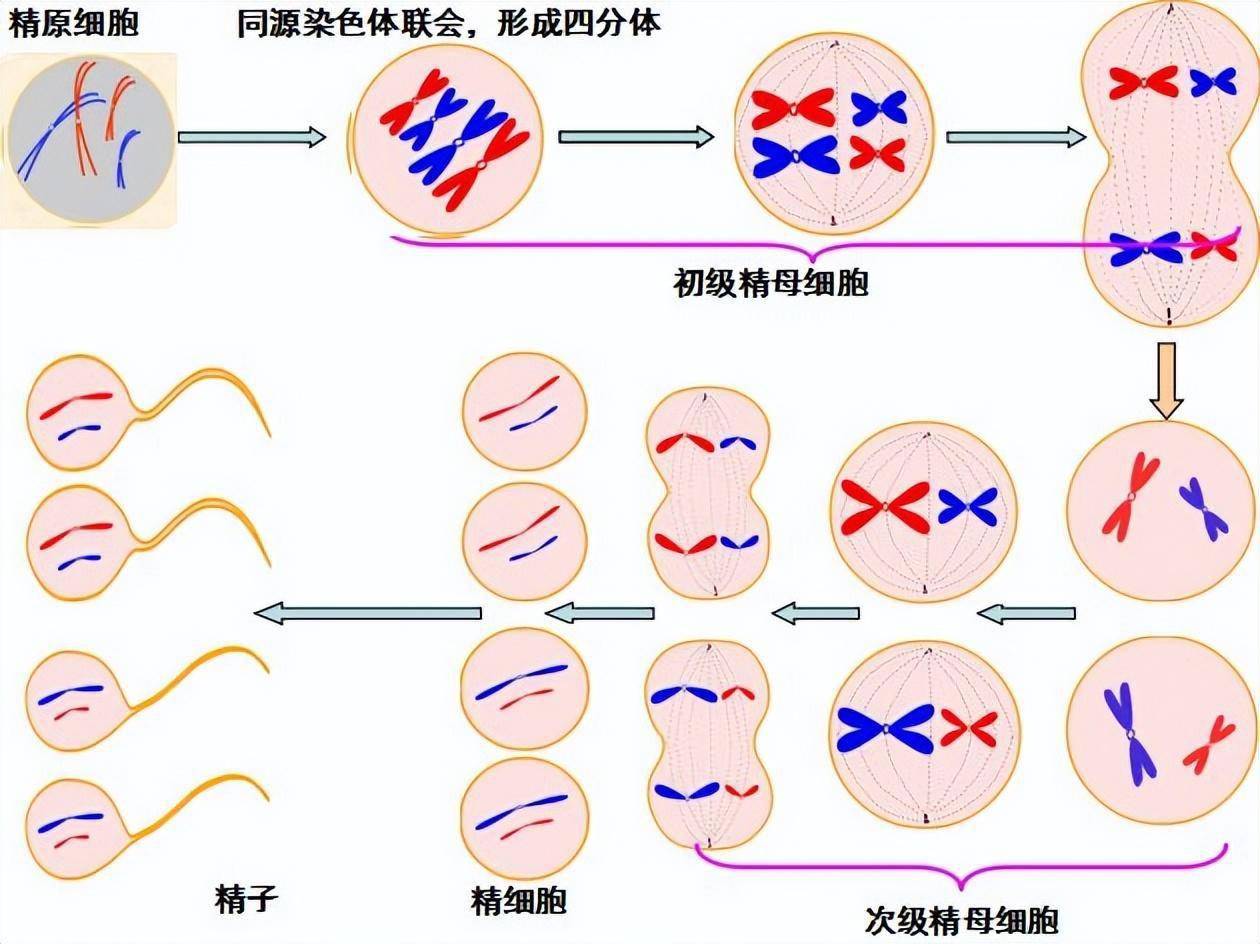 同源染色体 精原细胞图片