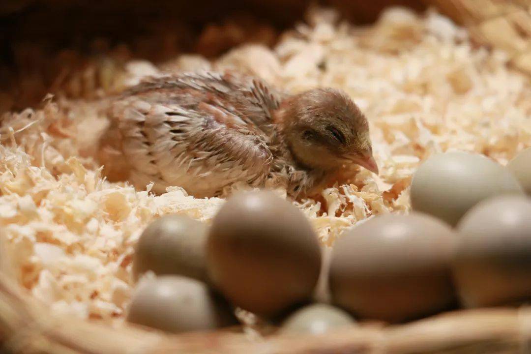 养芦丁鸡想要捡蛋捡到手软孵化才是重头戏快来了解一下吧