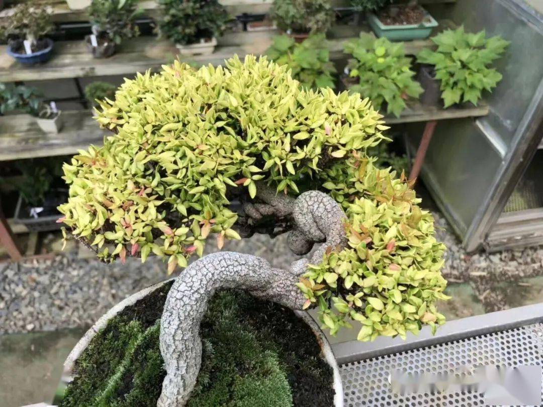 精品200款日本缩缅葛盆景_园艺_苔藓_美文