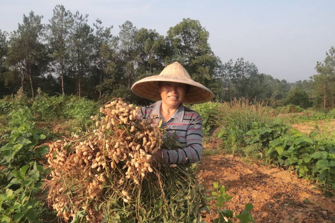 自贡迎来花生丰收季:荣县六万亩花生陆续收获,贡井五宝1