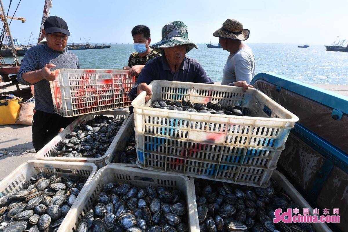 青岛 美味小海鲜助农增收 城阳区 山东省 胶州湾