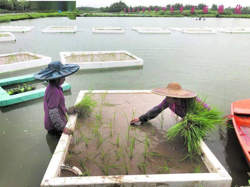 魚塘浮床育秧苗,這裡還將實施15萬畝魚塘水稻種植_肇慶_養殖_楊永