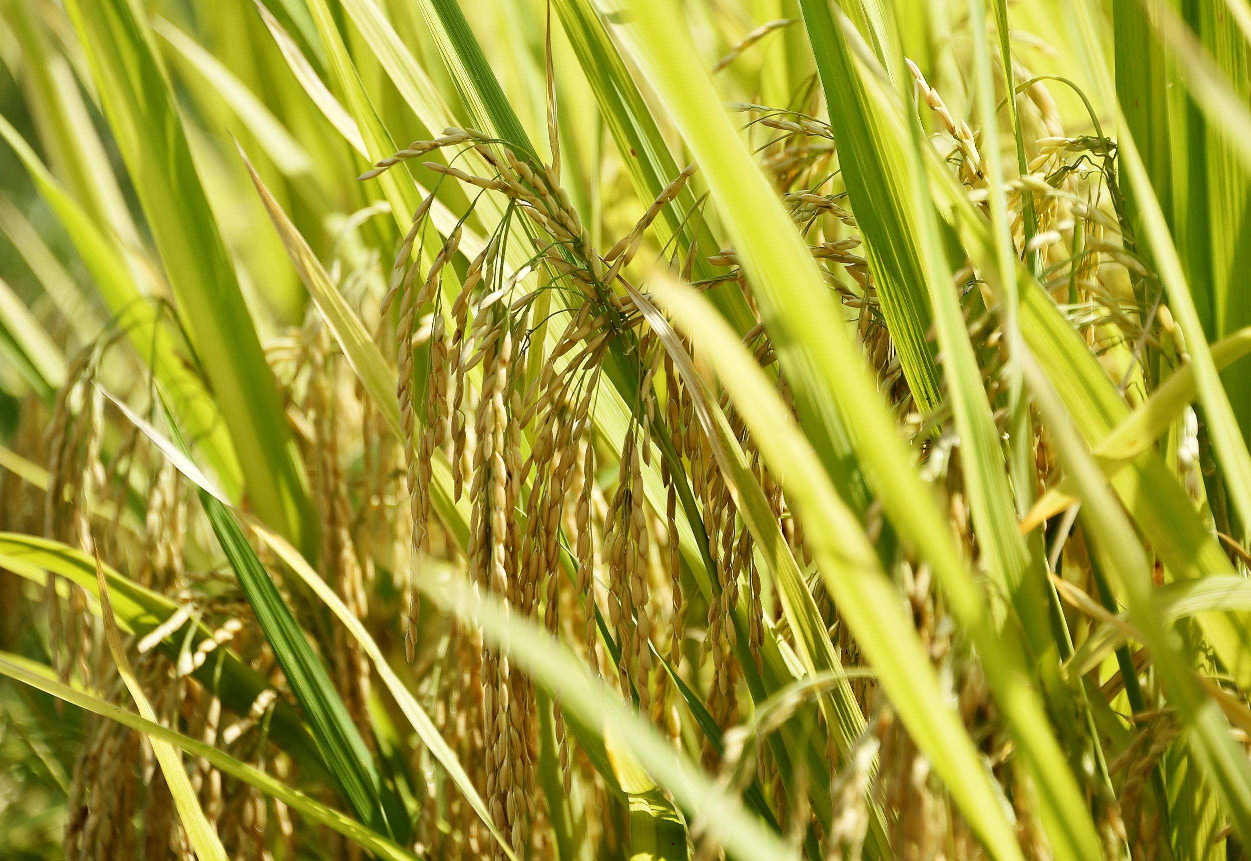 收割季节的稻谷颗粒饱满开镰收割,村民丰收的喜悦溢于言表