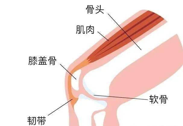 膝关节新知:不同部位的疼痛代表不同疾病(图解)