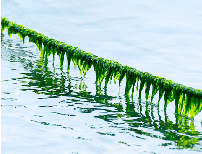 裙带菜虽然叫"菜",但它并不生长在泥土里.