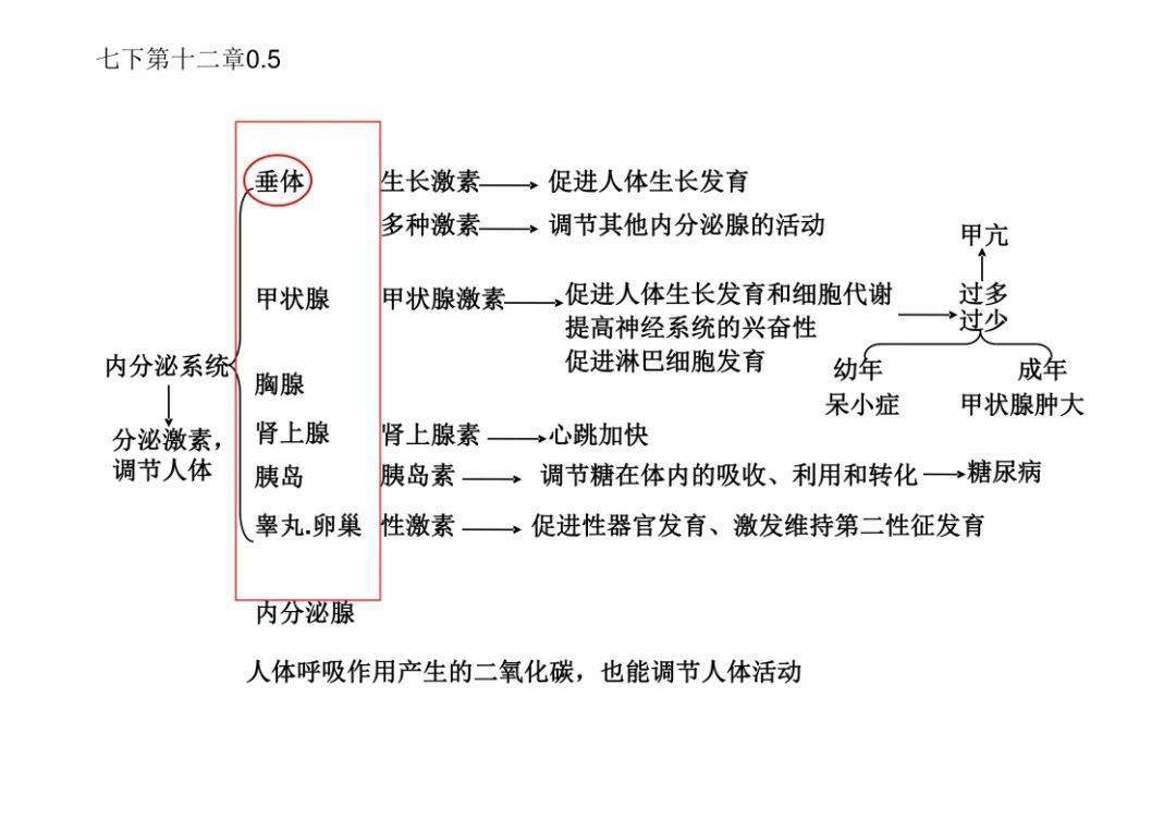 初中生物人体思维导图图片